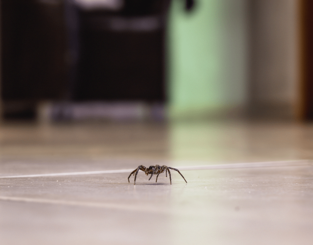 Evde Örümcek Neden Olur?