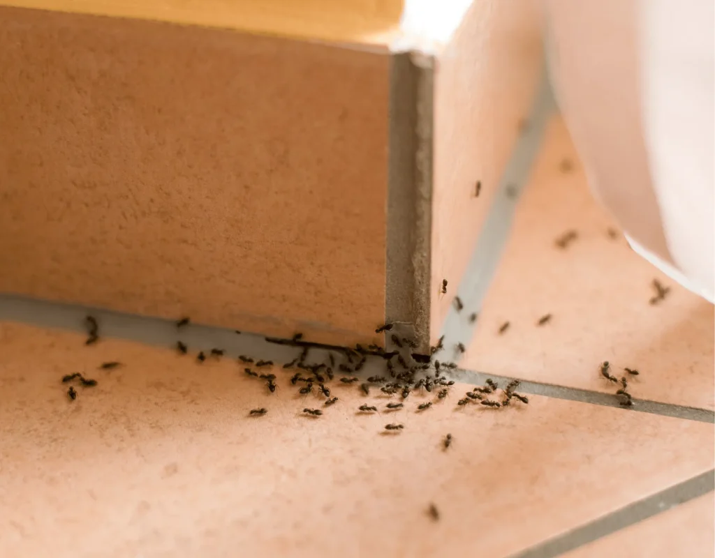 Karıncalar Neden Boğulmaz?