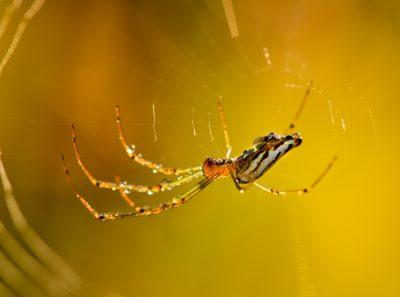 Örümcek ısırığı tehlikeli midir?