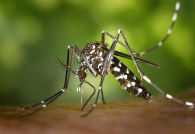Sivrisinek Zararları Nelerdir?